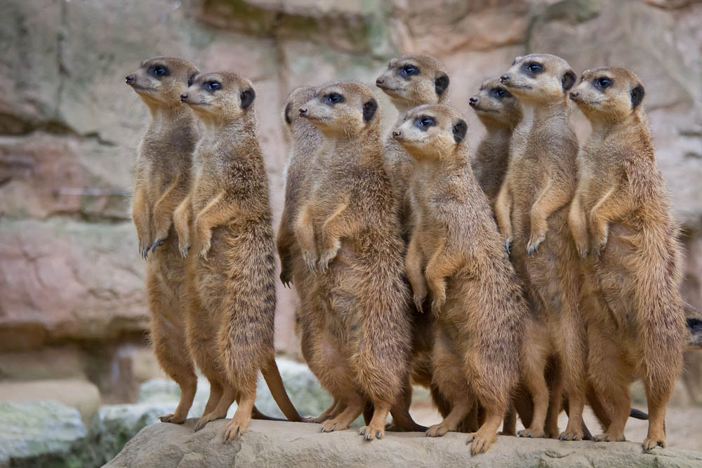 Wohin geht die Reise? Nicht nur die Erdmännchen blicken skeptisch in die Zukunft.